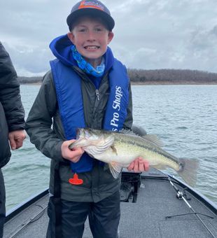 Largemouth Bass in Lake Taneycomo